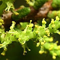 Male flowers, Excoecaria agallocha (Milky Mangrove) シマシラキ in Aeroglen <br />Canon KDX (400D) + EFS60 F2.8 + SPEEDLITE 380EX